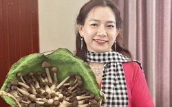 Chị nông dân An Giang trồng các loại nấm làm thuốc, tạo vô số việc làm, tăng thu nhập cho hộ nghèo