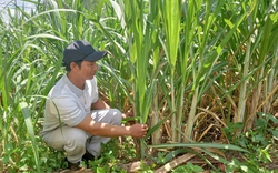 “Góp gió thành bão”, anh nông dân người Chăm ở Phú Yên trồng mía và rừng thành tỷ phú, sắm được dàn xe "khủng"