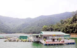 "Thuỷ quái” nuôi trên sông Đà ở Hòa Bình, sức hút từ con cá trắm đen, cá tầm to như cột nhà