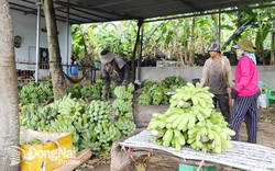 Loại chuối sứ, chuối bơm ở Đồng Nai trồng trên đồi đá kiểu gì mà buồng to, trái bự, ăn ngon, dân giàu lên?