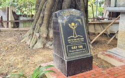 Ở Thanh Hóa có một cây cổ thụ 700 tuổi, "thượng thọ" từ lâu mà vẫn "sinh con đẻ cháu ầm ầm"