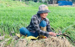 Loại cây trông như hành lá ở Bình Định, "túm tóc" nhổ một phát bật lên củ trắng thơm, bất ngờ bán giá cao