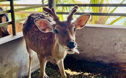 Nông dân An Giang nuôi thành công con vật vốn là động vật hoang dã, bán thứ quý này mà trúng lớn