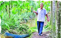 Tỷ phú Kiên Giang, một người trồng lúa trên cánh đồng 500ha không dấu chân, người kia có vườn 3 tầng cây trái