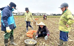 Nông dân Ninh Bình trồng cây gì ngoài đồng mà trời khô ráo đào bật lên la liệt củ ngon to bự?