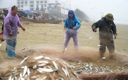 Ngư dân Thanh Hóa trúng đậm loài cá dồi dào dinh dưỡng, vừa vào bờ thương lái đã tranh nhau mua