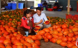 Xã này ở Tuyên Quang dân trồng dây leo ra quả gì to bự, da đỏ au, bán làm dược liệu, kiếm tiền nhiều hơn?