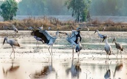 La liệt loài chim hoang dã to bự có tên trong sách Đỏ đang đậu, lội ruộng kiếm ăn ở một nơi tại Long An