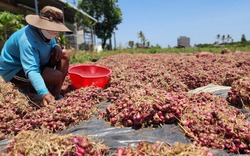 Nông dân trồng hành tím Sóc Trăng đối mặt với cảnh thất mùa, rớt giá kéo dài