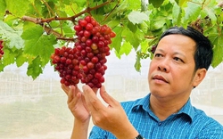 Tiến sỹ Phan Công Kiên: Quyết định 517 của Thủ tướng tạo đà cho nông dân làm ra "nông sản tử tế"