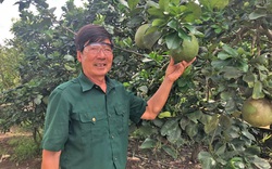Chuyển đổi cây trồng kiểu "tà tà", cựu chiến binh Lâm Đồng lúc nào cũng có tiền tiêu, "lấy ngắn nuôi dài"
