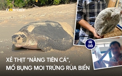 Xẻ thịt "nàng tiên cá", mổ bụng moi trứng rùa biển (Bài 5): Cứu linh vật đại dương, đừng bắt cóc bỏ đĩa!