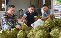 Bộ trưởng Đỗ Đức Duy: Giao kiểm dịch thực vật cho địa phương, "mã số vùng trồng phải như mã định danh trên thẻ CCCD"