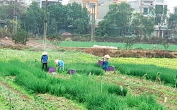 Giải phóng ruộng đồng, giá rau củ quả "trượt dốc", nông dân trồng rau Vĩnh Phúc nói một câu nghe bất ngờ