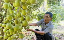 Tỷ phú Bình Định là một bác nông dân trồng cây ăn quả xen canh, có loại cây ra trái cản đâu có kịp