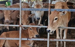 Quỹ Hỗ trợ nông dân tỉnh Tiền Giang giúp hội viên phát triển sản xuất, tăng thu nhập