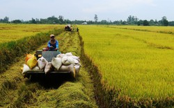 Giá gạo giảm mạnh, NHNN chỉ đạo "khẩn" về cho vay phục vụ sản xuất, chế biến,... gạo khu vực ĐBSCL