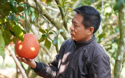 Bố ruột để lại cho 2 cây đặc sản "tiến vua", ngày nay ông nông dân Thanh Hóa này làm ra gần nửa tỷ/năm