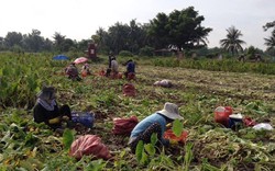 Bên sông Vàm Cỏ Đông, một chị nông dân Long An trồng thứ cây tốt um, nhổ lên la liệt củ, bán lãi cao