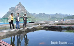 "Hốt bạc" trên hồ nhân tạo lớn nhất Tuyên Quang, dân sành ăn Hà Nội đánh cả xe tải lên tìm mua cá gì?