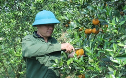 Loại cam có tên "nữ hoàng" ở Hòa Bình, bên trong nhiều nước, ăn vào ngọt lịm, có bao nhiêu thương lái cũng mua hết