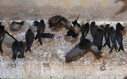 Khánh Hòa: Quy hoạch nghề nuôi chim yến trong nhà
