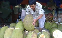 Đưa sản phẩm mít siêu sớm sang Hàn Quốc