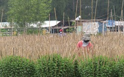 Vất vả làm hoa tết trên đất “treo”