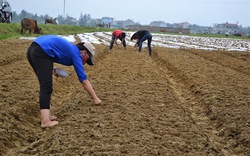 Trễ vụ lạc xuân