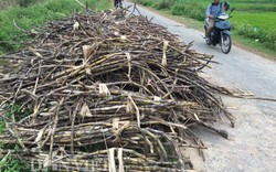 Quảng Ngãi: Mía chết khô ngoài đồng vì nhà máy từ chối mua