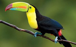 Top 10 loài chim đẹp nhất thế giới