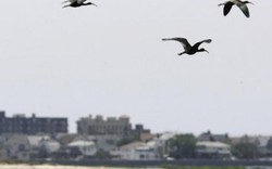 Mỹ: Giết 70.000 chim để dẹp đường cho máy bay