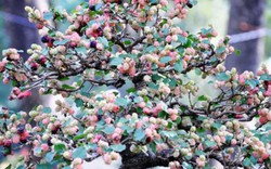 Ngắm cây dâu hàng chục năm tuổi trái sum suê, chín mọng ở SG