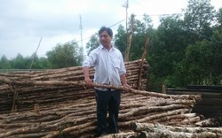 Long An: Một ND "bỗng dưng" mất gần 40.000 cây tràm sắp thu hoạch