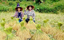 Phục tráng một số giống lúa đặc sản địa phương