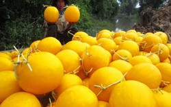 Hoa trái tết miền Tây: Dưa hấu vỏ vàng óng, tạo hình "lên ngôi"