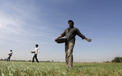 Nhà nông Ấn Độ trông chờ ở startup công nghệ