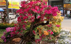 Mãn nhãn hoa giấy Mỹ dáng "quái vật" giá 40 triệu/cây đổ bộ Sài Gòn