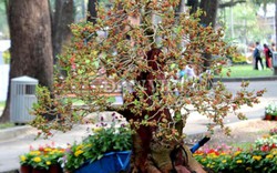 Dàn "người đẹp" bonsai dâu tằm trĩu quả khiến dân Sài thành mê mẩn