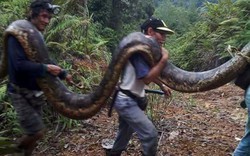 Malaysia: Bắt trăn khổng lồ nặng 1 tạ to lớn chưa từng thấy