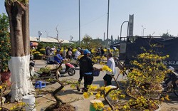 Đà Nẵng 30 Tết mai nở vàng, quất trĩu quả vắng người mua