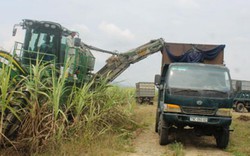 Người trồng mía Khánh Hoà thoát "thế bí" nhờ cỗ máy thu hoạch 9 tỷ