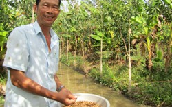 Giám đốc “Hai Lúa” được vinh danh Nông dân Việt Nam xuất sắc