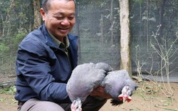 Nuôi gà "lạ", kêu điếc cả tai, đẻ hơn trăm trứng, lão nông trúng lớn