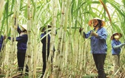 Giá đường tụt dốc, "đế chế" mía đường gia đình Đặng Văn Thành cũng lao đao