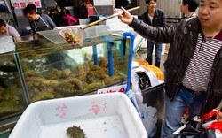 Sinh vật biển có nguy cơ tuyệt diệt vì “cơn khát” của người Trung Quốc