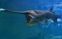 Vua cá nước ngọt khổng lồ siêu quý hiếm tuyệt chủng ở Trung Quốc