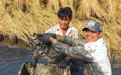 Vùng đất cứ cuối năm dân quậy sình bắt toàn tôm càng to bự