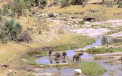 Video: Đàn linh cẩu cướp mồi của sư tử cái, sợ hãi bỏ chạy khi thấy chúa sơn lâm