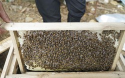 Công phu luyện ong nhả mật dưới chân núi Ba Vì, lãi cả trăm triệu